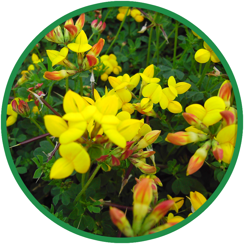 Acid Soils Wildflower Seeds - Wild Flower Seed Acid Soils Mwf 2 (800x800), Png Download