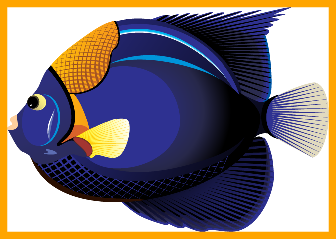 Fascinating Collection Of Fish Clipart Bw High Quality - Tropical Ocean Fish Transparent (675x480), Png Download