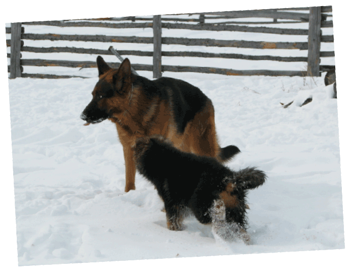 Old German Breed Sporting Group Hunde - Old German Shepherd Dog (800x550), Png Download