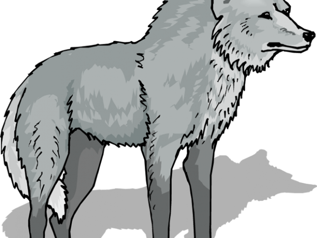 Gray Wolf Clipart Transparent Background - Transparent Wolf Clip Art Png (640x480), Png Download