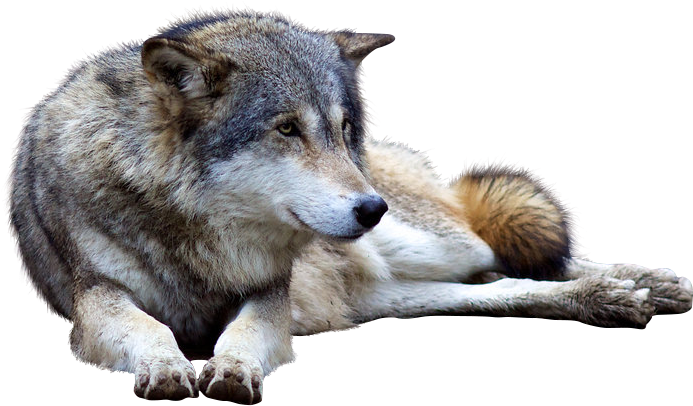 Download Wolf Png Transparent Images Transparent Backgrounds - Dog Yawns (900x600), Png Download