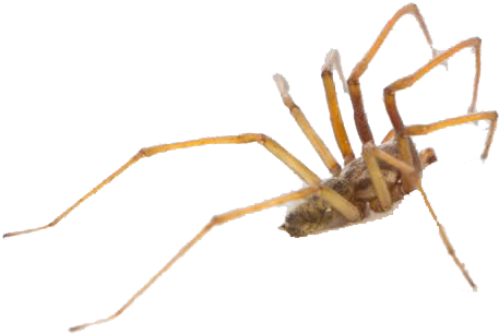 Araneus (852x480), Png Download