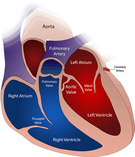 Benefits Of Brown Rice - Prolasso Della Valvola Mitrale (540x640), Png Download