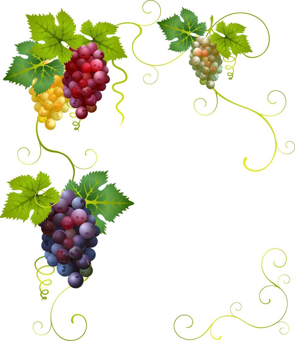 Creative Grape Vines Design- Grape Png Image & Grape - Grapes Vector (967x1118), Png Download