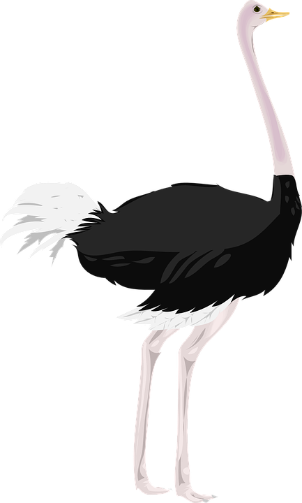 Страус Пнг (433x720), Png Download