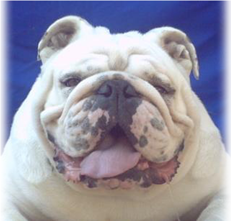 Theo's Bulldog - Olde English Bulldogge (936x439), Png Download