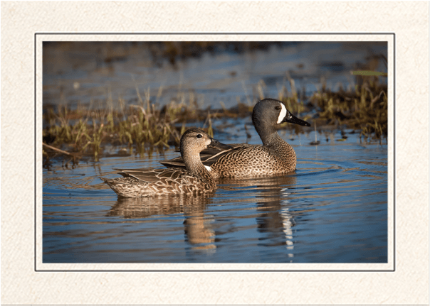 Mr & Mrs Teal - Blue Winged Teal (620x637), Png Download