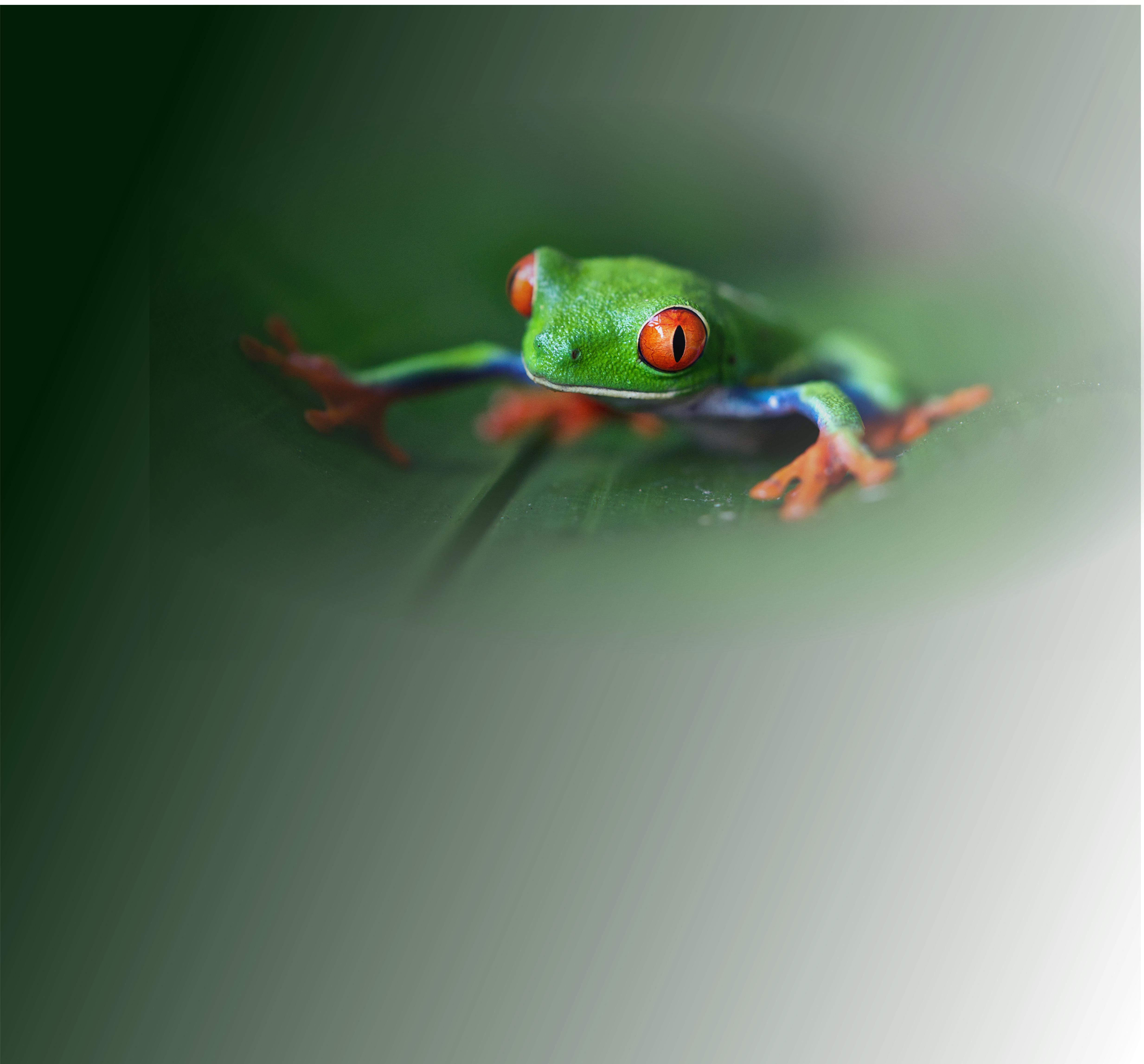 Frog Desktop (4933x4589), Png Download