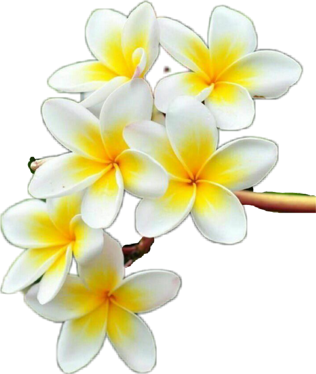 Yellow Frangipani (1024x1213), Png Download
