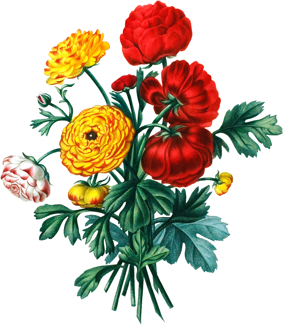 De Alta Definicion De Color De Ramo De Flores En El - Vintage Graphic Flower Png (1024x1280), Png Download