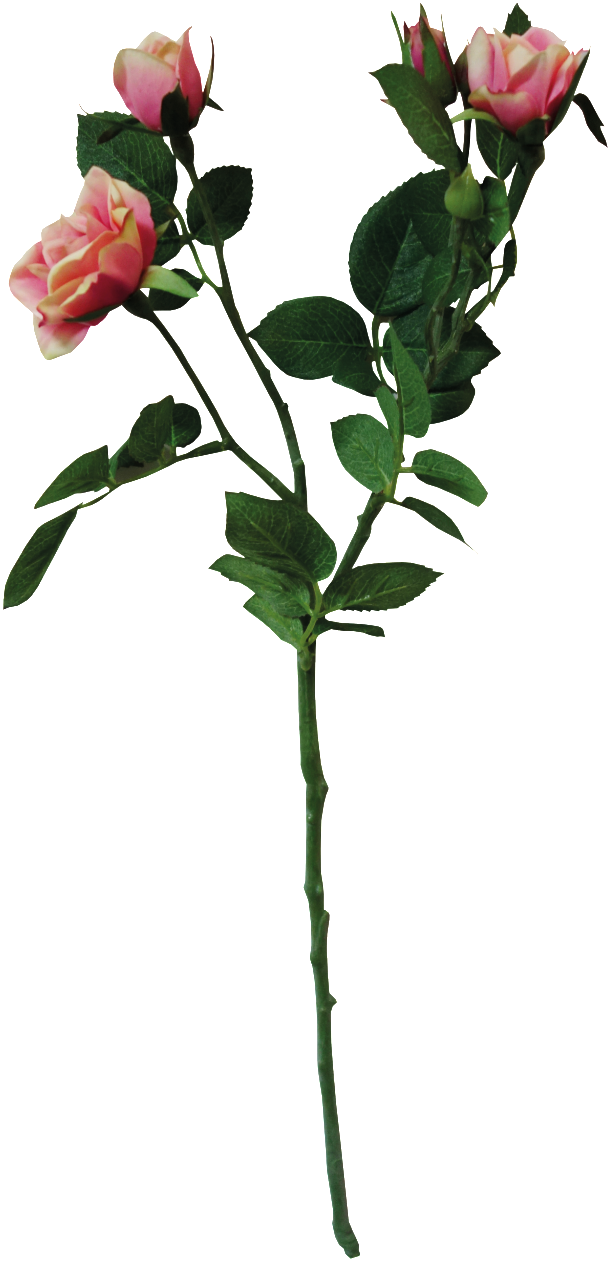 Ramo De Flores De Color Rosa Con Un Png Transparente - Rosa Rugosa (1024x1536), Png Download
