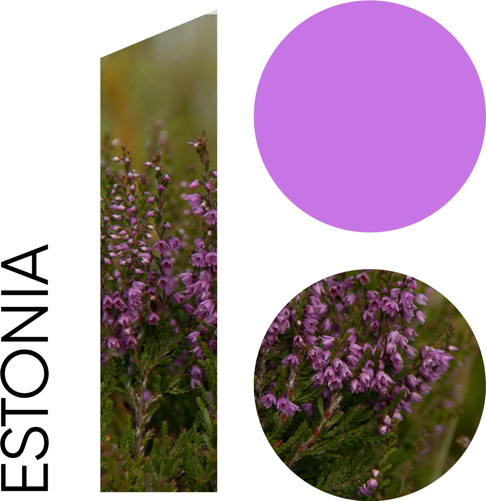 Download - African Daisy (1649x1700), Png Download