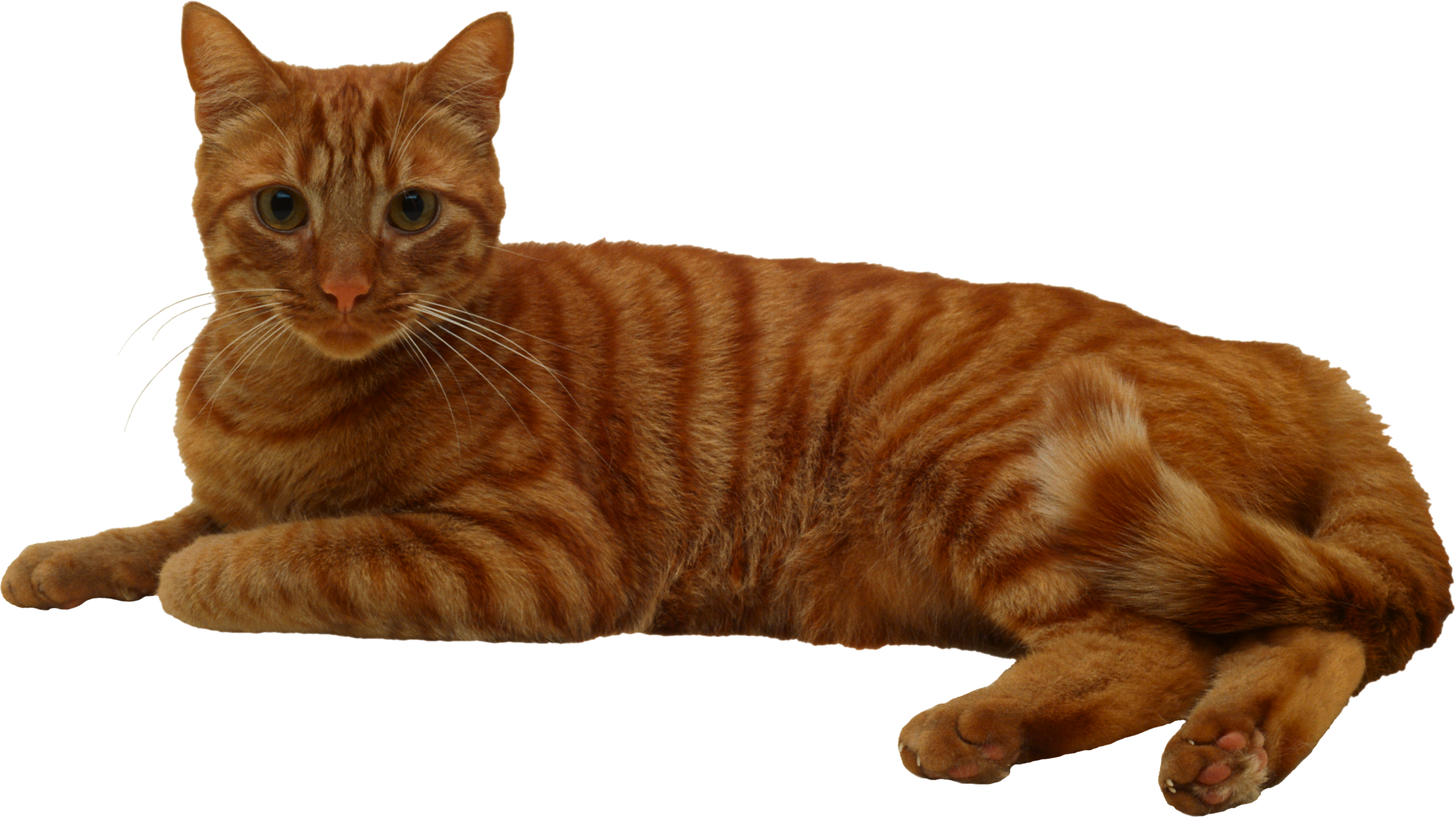 Cat (2818x1581), Png Download