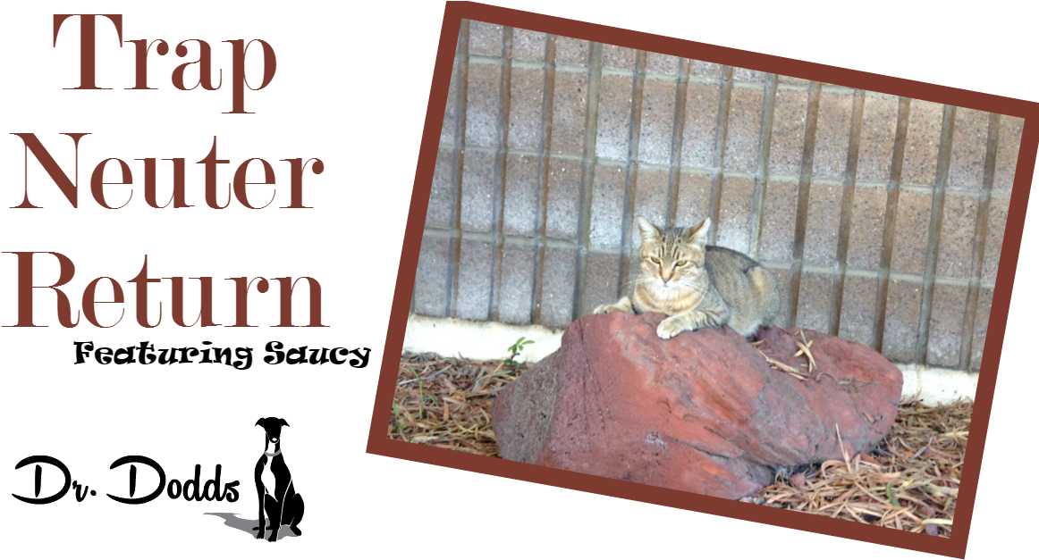 Trap Neuter Return Programs Of Feral Cats - Queen Mum (1200x628), Png Download