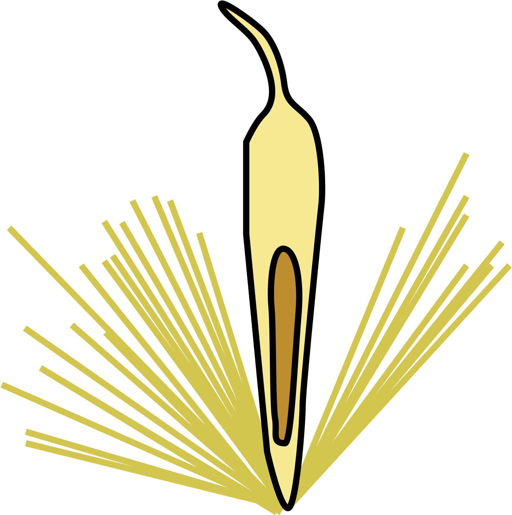 File Morphology Type Achene From Of Open (2000x1916), Png Download