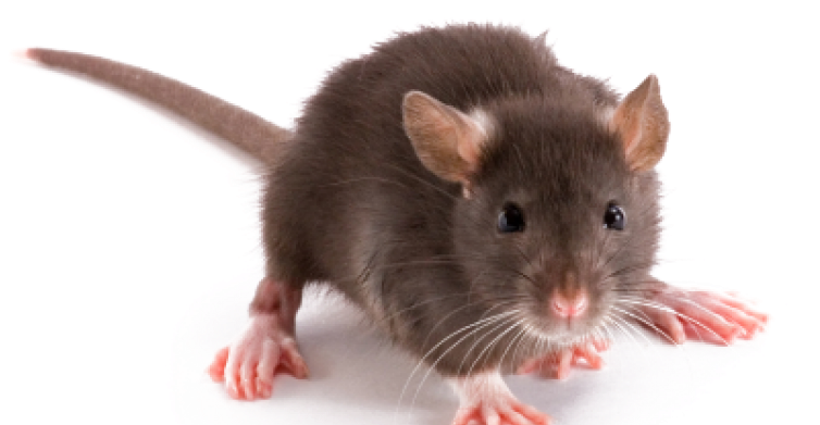 For Self-defense, Rats Are Nocturnal And Become Active - Rat On White Background (800x400), Png Download