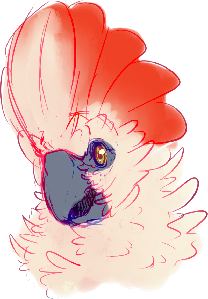 [p] Cockatoo - Illustration (803x1152), Png Download