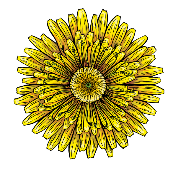 Dandelion Clipart Seed Dispersal - African Daisy (612x612), Png Download
