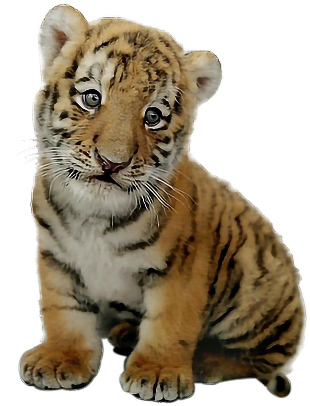 Download Hd Report Abuse Picsart Baby Tiger Png Transparent Png Image Nicepng Com