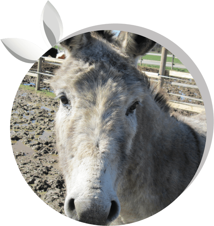 Pepe - Asintrekking - Working Animal (800x800), Png Download