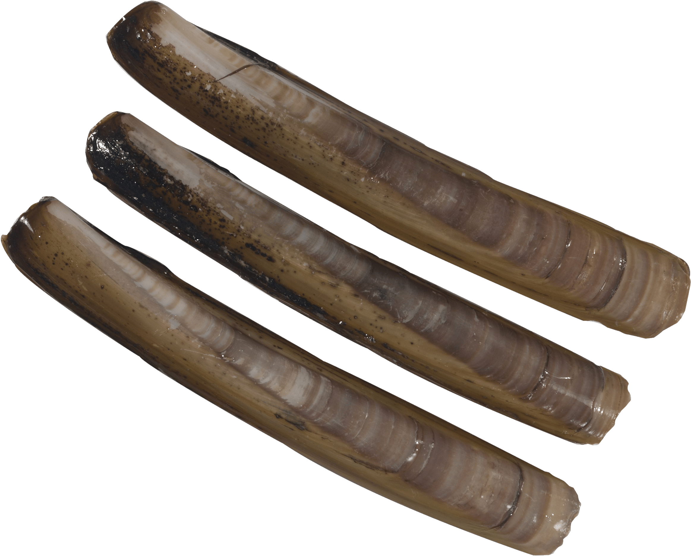 Coutea - - Sujuk (3425x2480), Png Download