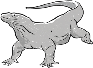 Komodo Dragon - Crocodile (768x496), Png Download