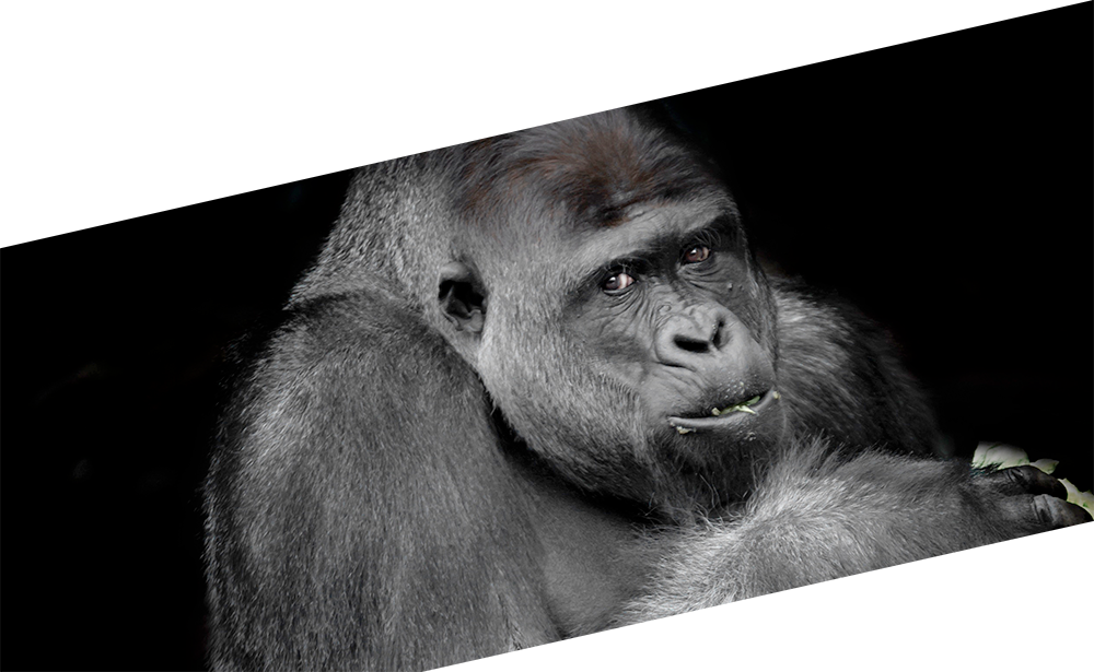 The Grand Prize - Monkey (1000x615), Png Download