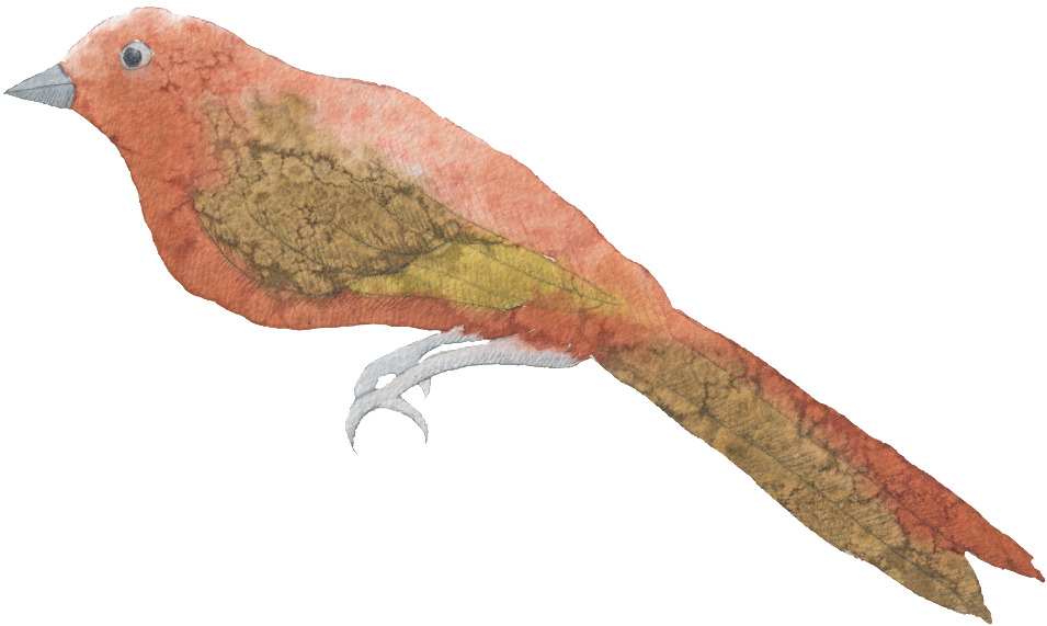 Bird Hand Painted Watercolor Transparent Decorative - Summer Tanager (1024x647), Png Download