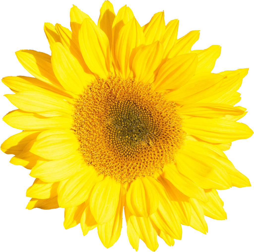 Png File Size - Sunflower Single (1024x1019), Png Download