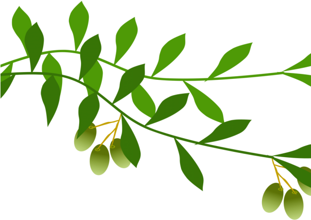 Dove Clipart Olive Branch - Olive Leaf Clip Art (640x480), Png Download