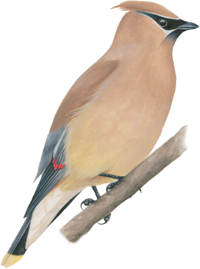 Cedar Waxwing - North America Bird Png (1024x1024), Png Download