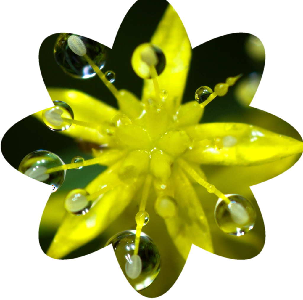Final Flower-shaped Crop - Water Lily (1024x1013), Png Download