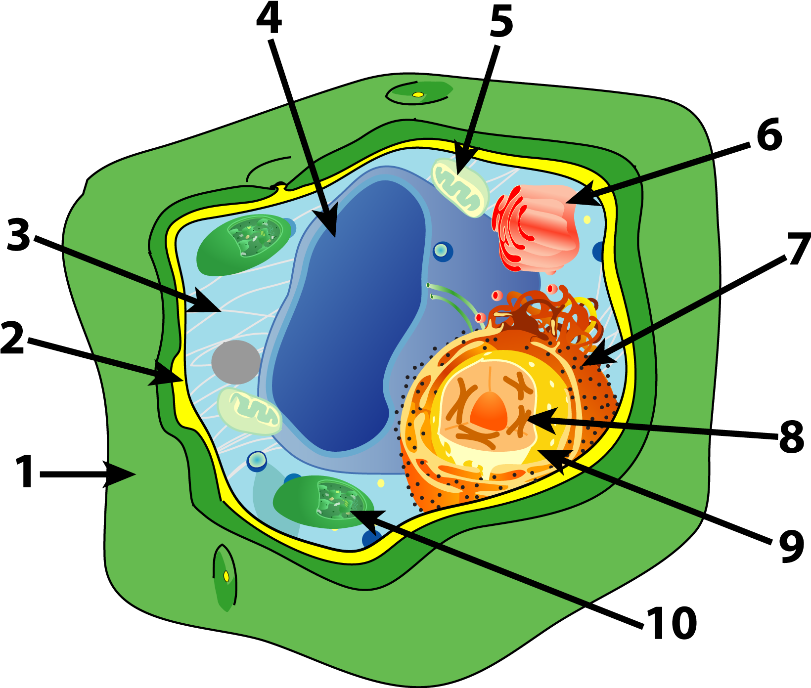 Cell Quiz Essay Help - Plant Cell 10 Parts (1648x1409), Png Download