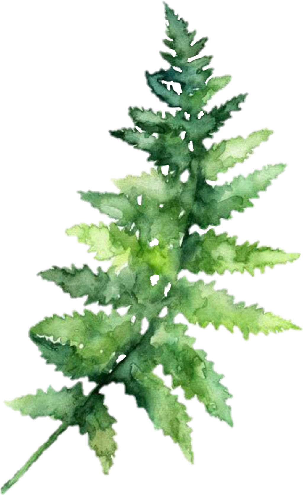 Fern Sticker - Watercolor Leaf Hd Png (1024x1670), Png Download