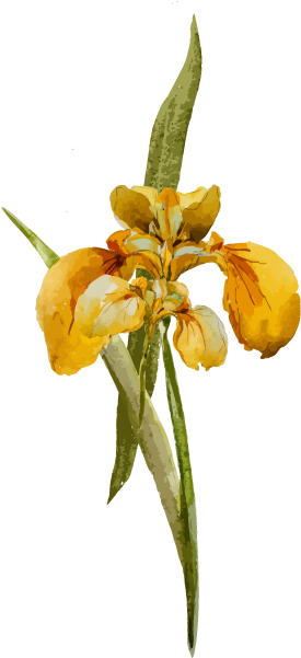 Floral Gifts For Local Delivery - Epidendrum (600x600), Png Download