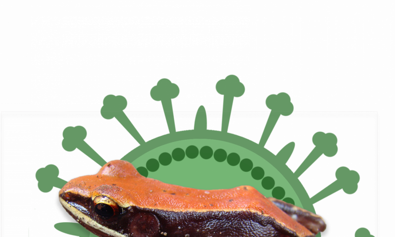 Hydrophylax Bahuvistaraa Frog Superimposed On A Green - Eastern Spadefoot (800x480), Png Download