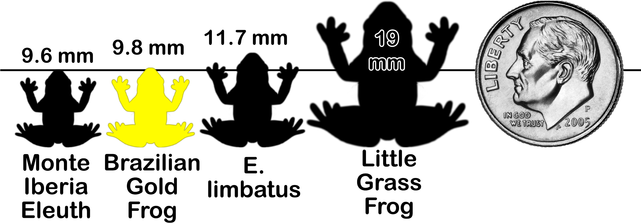 Frogchartx Y2 - Frog (2716x1000), Png Download