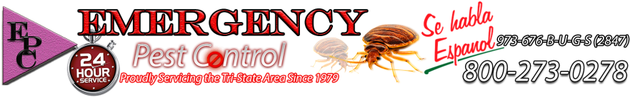 Beige (950x1024), Png Download