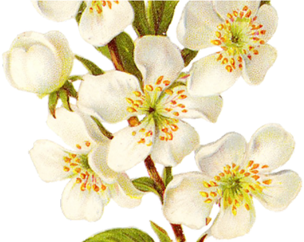 Vintage Flower Clipart Transparent Background - Calochortus (640x480), Png Download