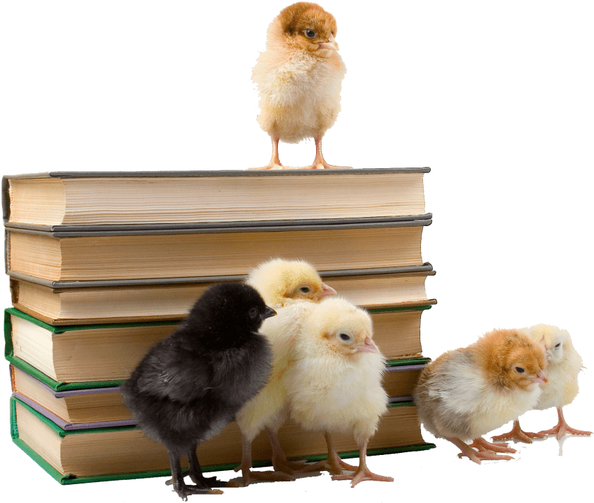 Chicken Baby Book - Chicken (1024x1024), Png Download