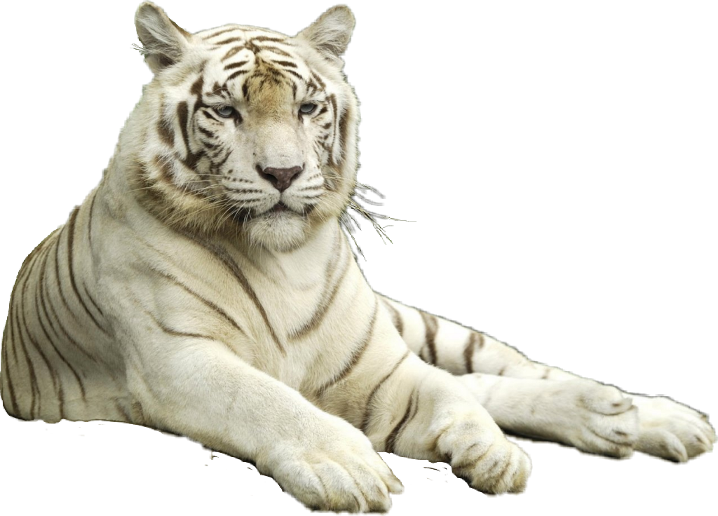 Tigre Sticker - Singapore Zoo (1024x736), Png Download