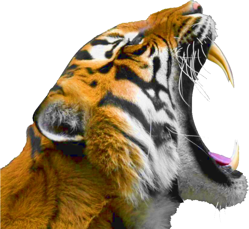 Tigre Rugissant Png - Tigre Rugissant Profil (832x775), Png Download