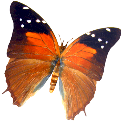 Sommerfugl007 - Butterfly (561x554), Png Download