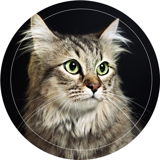 Happy Cats Hotel Is A Family Run Cattery In The Quiet - Tabby Cat (607x555), Png Download