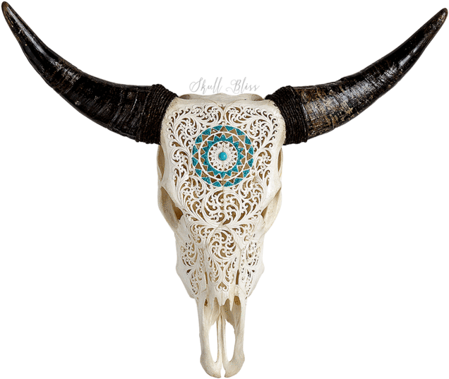 Carved Cow Xl Horns - Cow Skull Transparent (645x645), Png Download