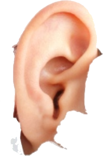 Ear Png - Hyperacusis Ear Plugs (1334x883), Png Download