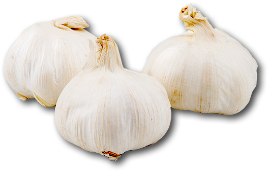 Spain Garlic - Elephant Garlic (600x600), Png Download