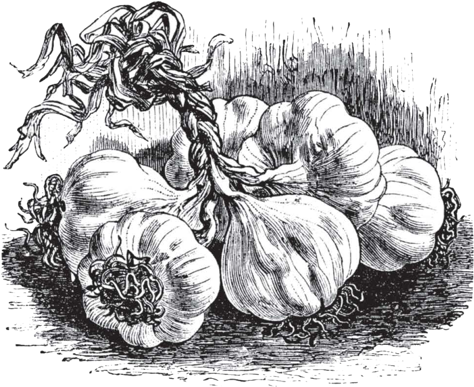 Garlic (1026x853), Png Download