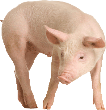 Transparent Pig (343x356), Png Download