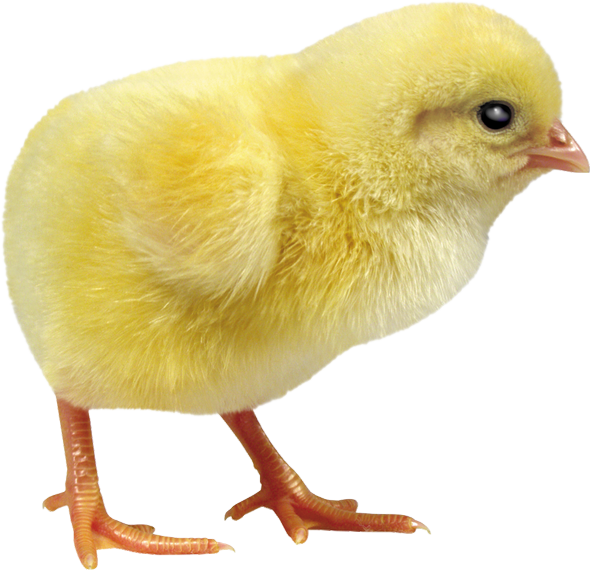 Vstoy 9 Eggs Egg Incubator Digital Automatic Turning (590x570), Png Download